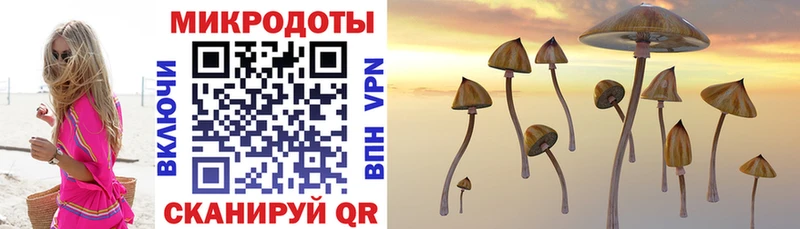 наркотики  Татарск  Галлюциногенные грибы Cubensis 